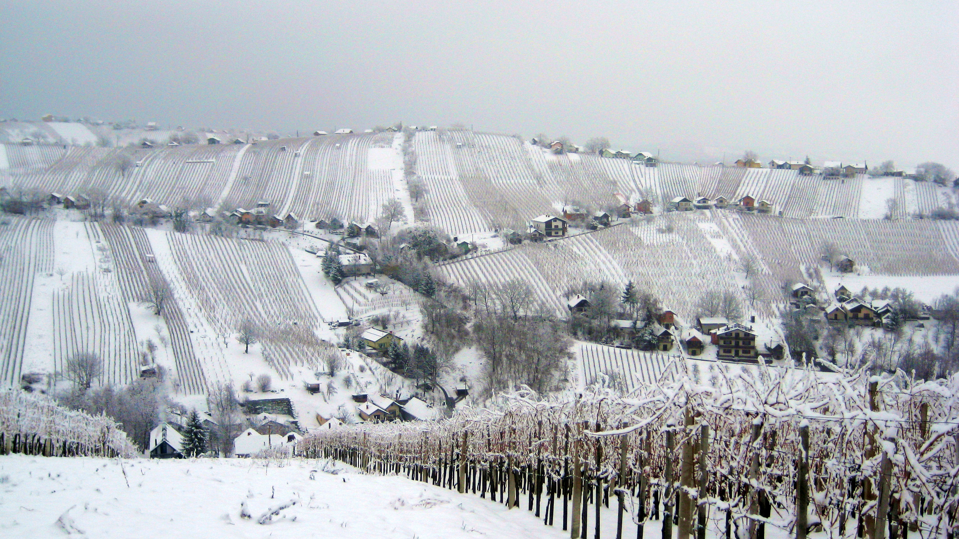Vigneti innevati sulle colline di Lendavske Gorice, Slovenia